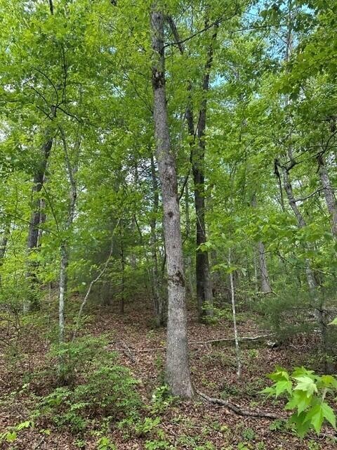 142 Cole Road Deer Lodge TN 37726