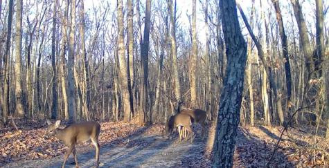 0 Valley View Drive Altamont TN 37301