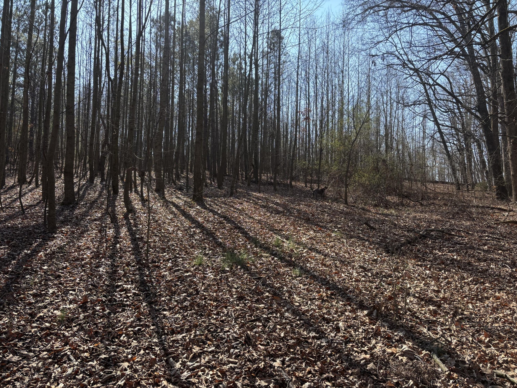 0 Johnson Road SE Road, SE Cleveland TN 37323