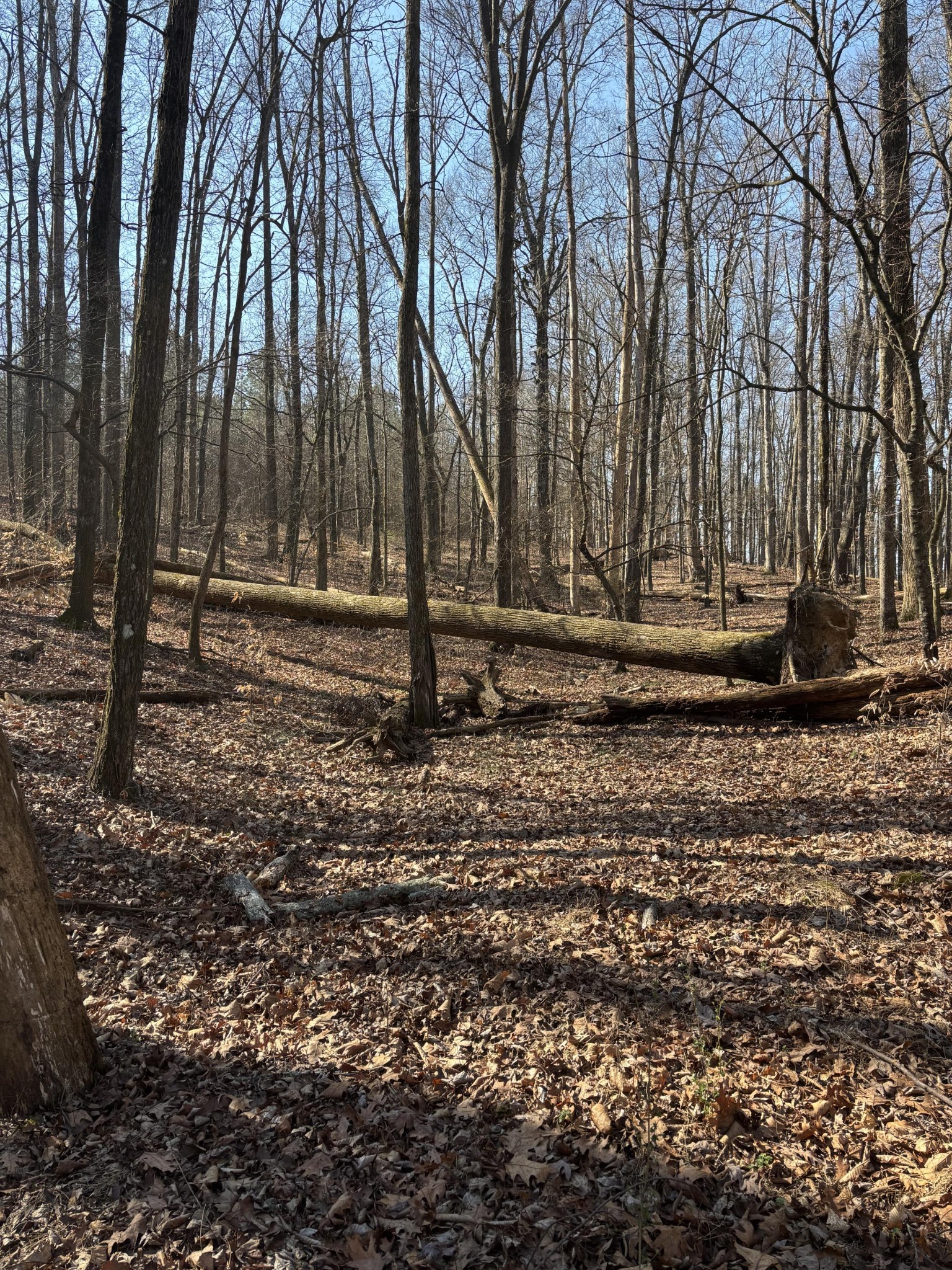 0 Johnson Road SE Road, SE Cleveland TN 37323