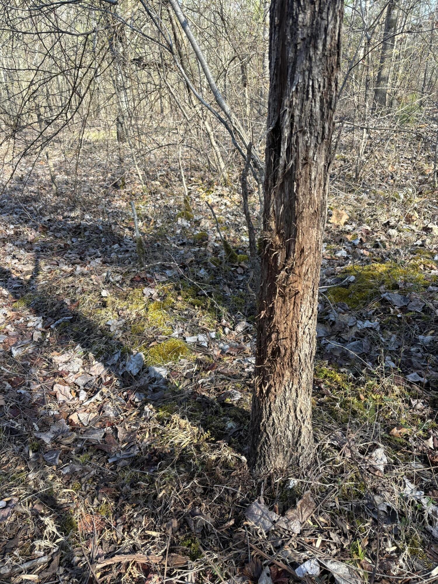 0 Johnson Road SE Road, SE Cleveland TN 37323