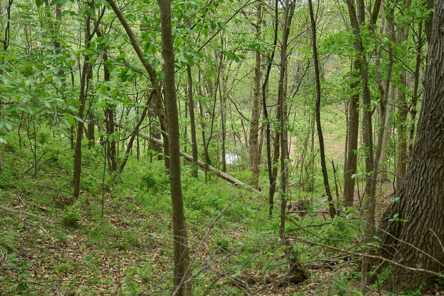 2186 Ingram Road Whites Creek TN 37189
