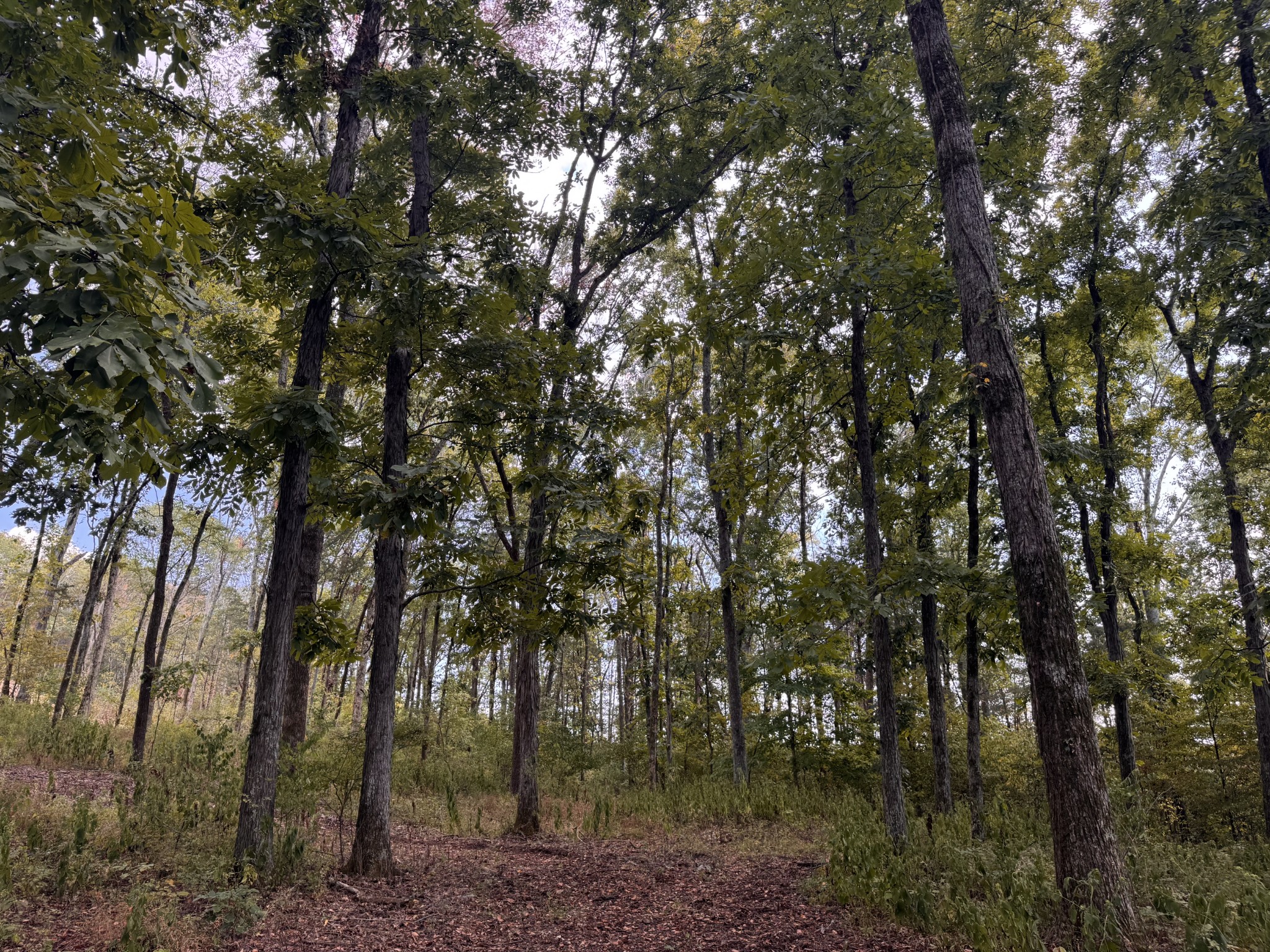 337 Carellton Drive Gallatin TN 37066