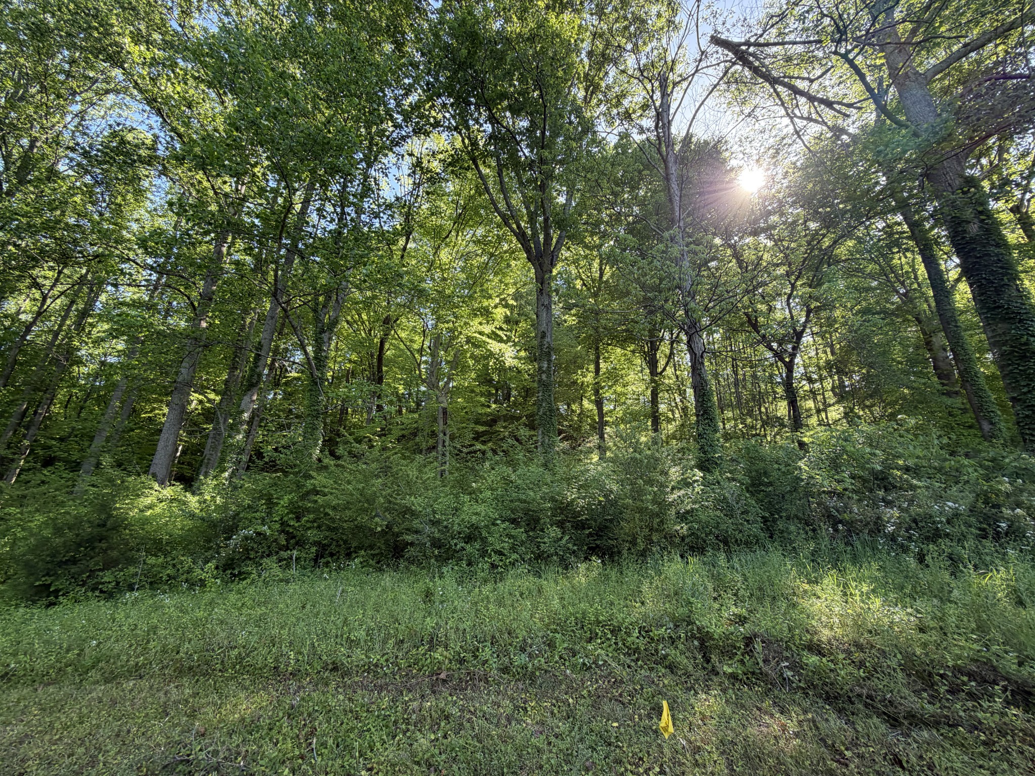 0 Steam Mill Hollow Road Tract 1 Williamsport TN 38487