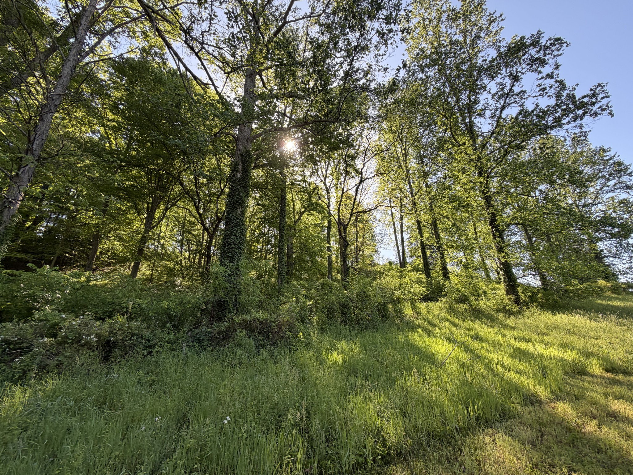 0 Steam Mill Hollow Road Tract 1 Williamsport TN 38487