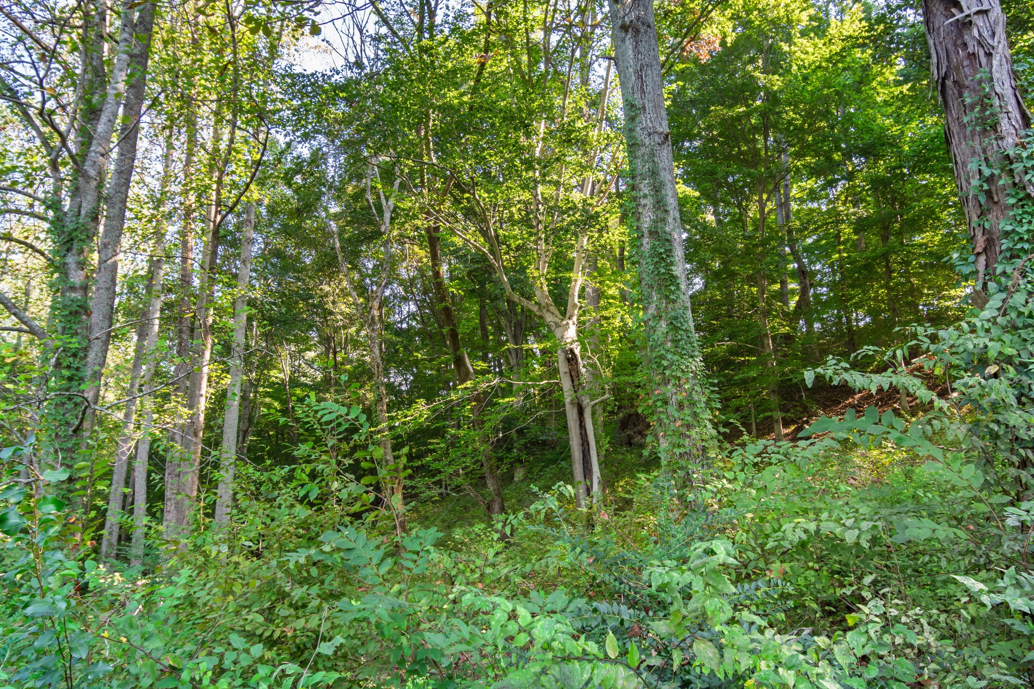 0 Steam Mill Hollow Road Tract 1 Williamsport TN 38487