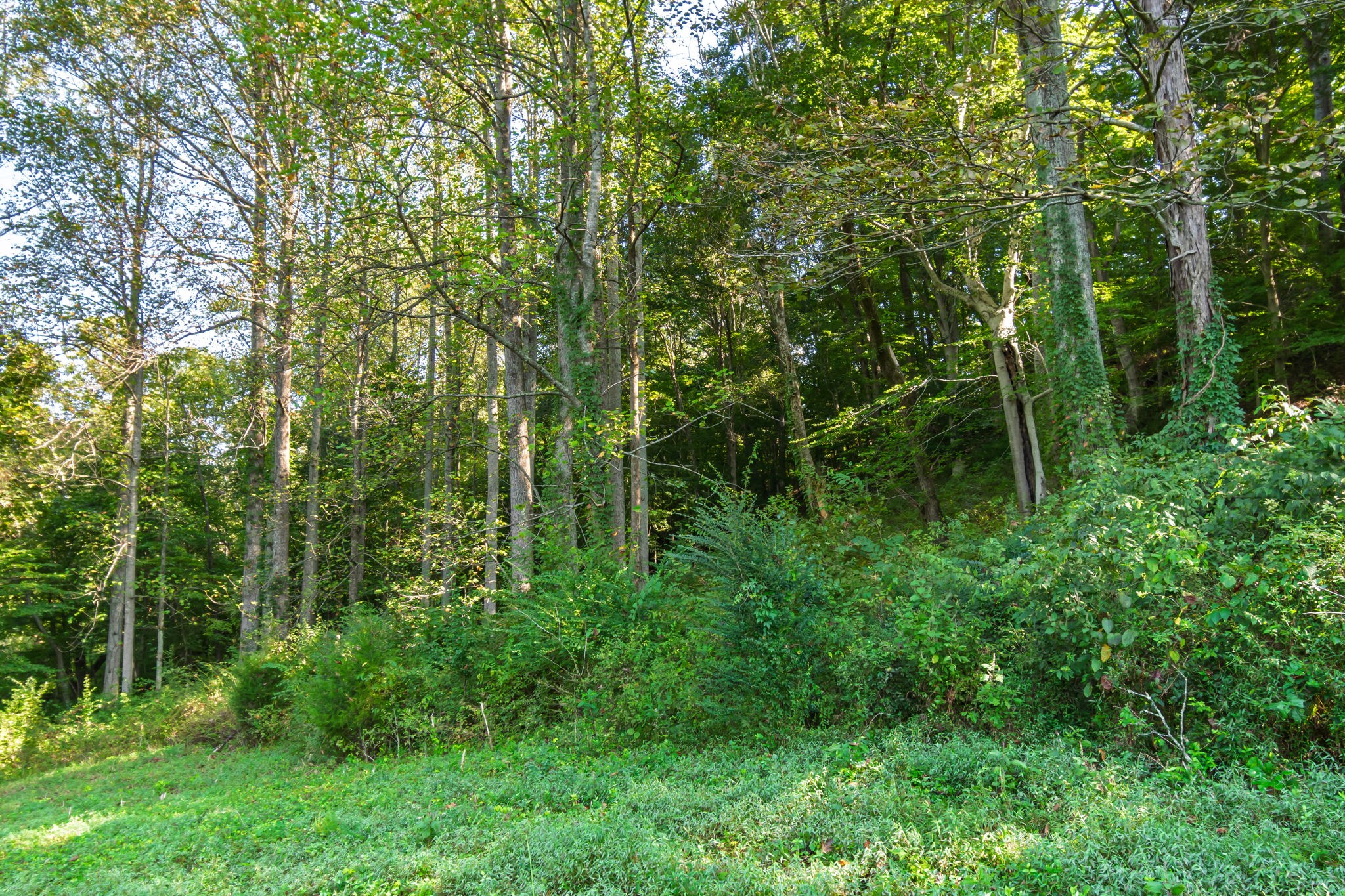 0 Steam Mill Hollow Road Tract 1 Williamsport TN 38487