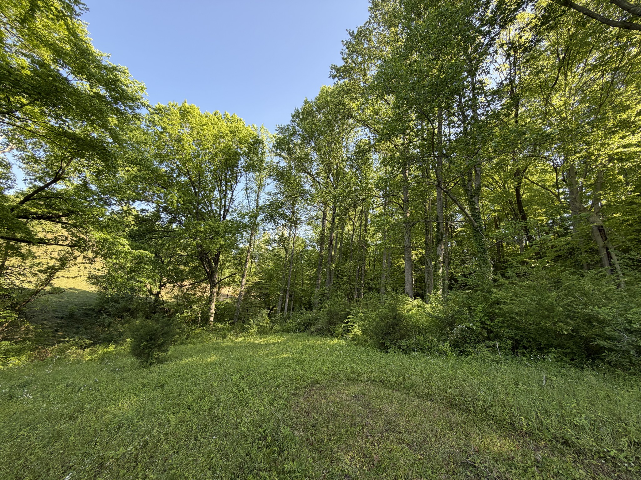 0 Steam Mill Hollow Road Tract 1 Williamsport TN 38487