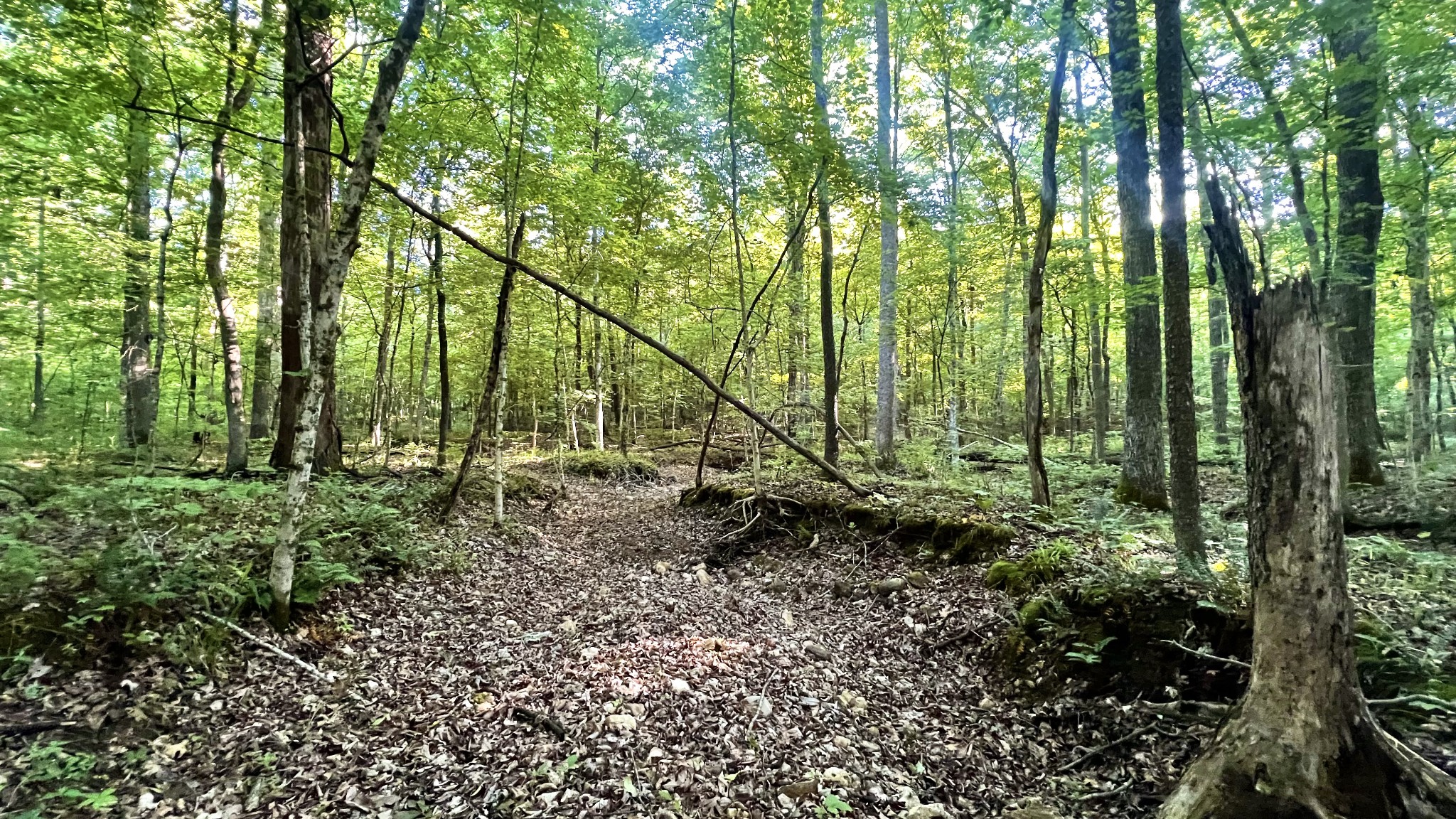 0 Seven Mile Ridge Road Indian Mound TN 37079