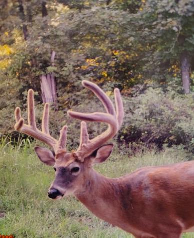 0 Seven Mile Ridge Road Indian Mound TN 37079