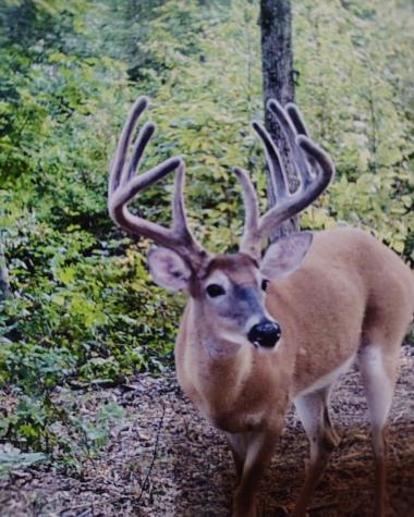 0 Seven Mile Ridge Road Indian Mound TN 37079