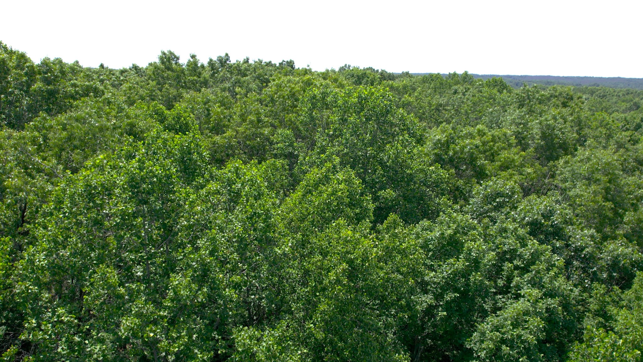 0 Oak Hill Lyles TN 37098