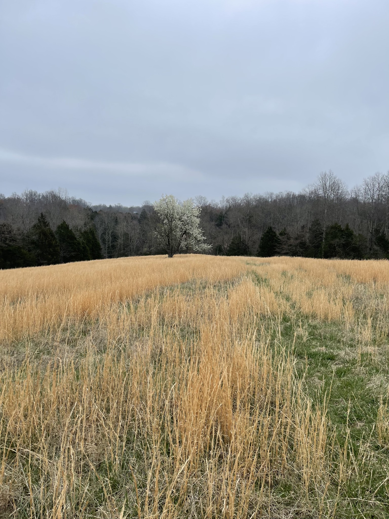 2331 Pleasant Grove Road Westmoreland TN 37186