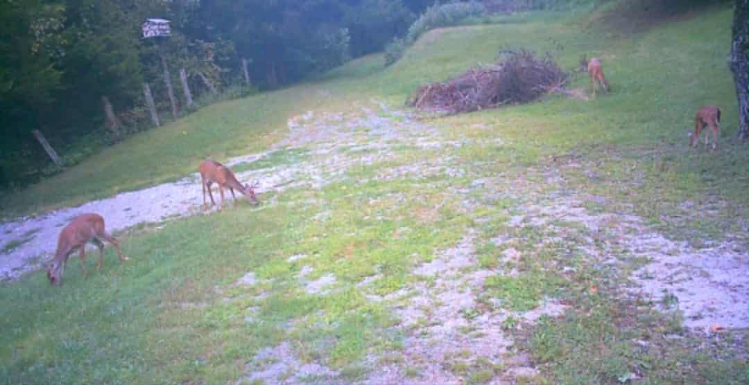 51 Turkeytown Road Hilham TN 38568