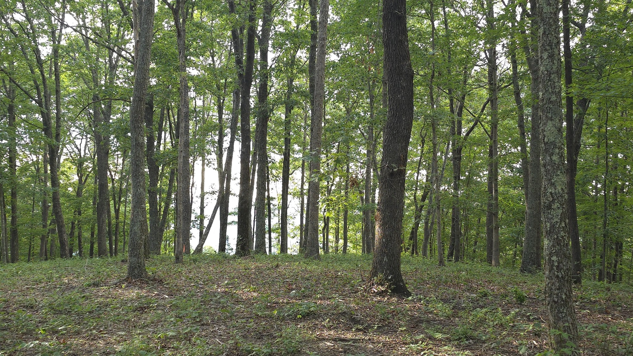 0 Bluff Point Spencer TN 38585