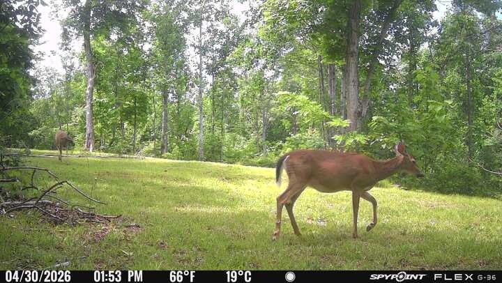 0 Lost Hollow Lane Ashland City TN 37015