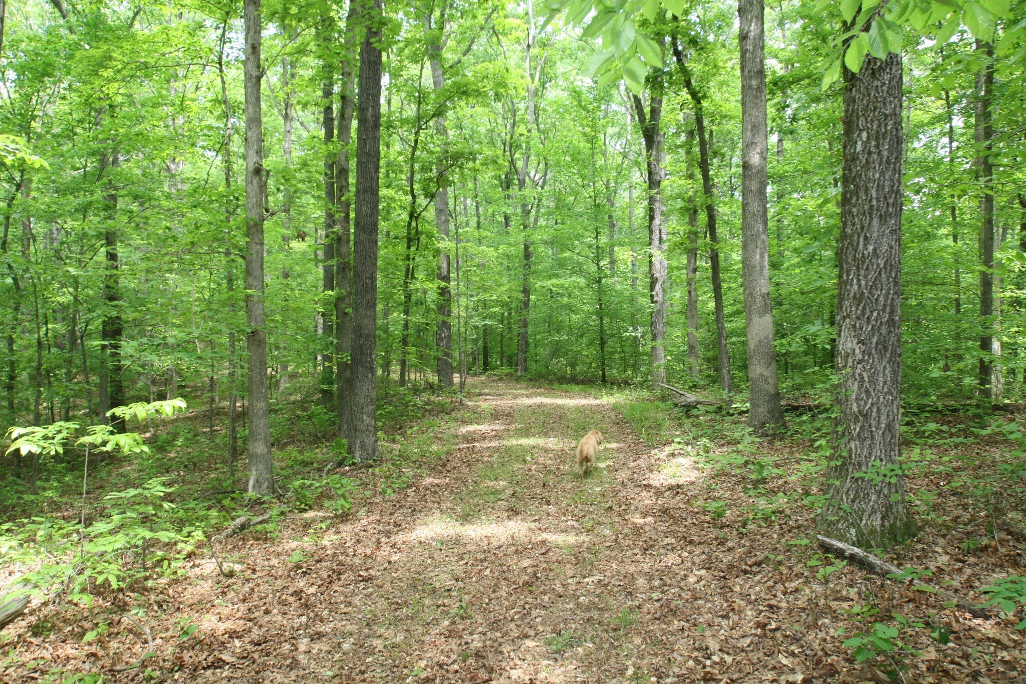 5671 Pinewood Road Franklin TN 37064