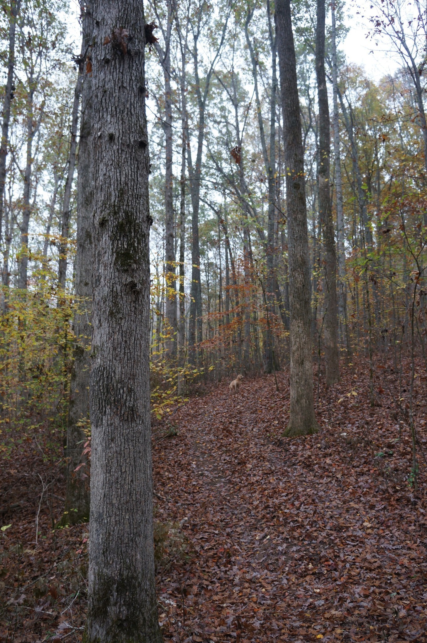 5671 Pinewood Road Franklin TN 37064