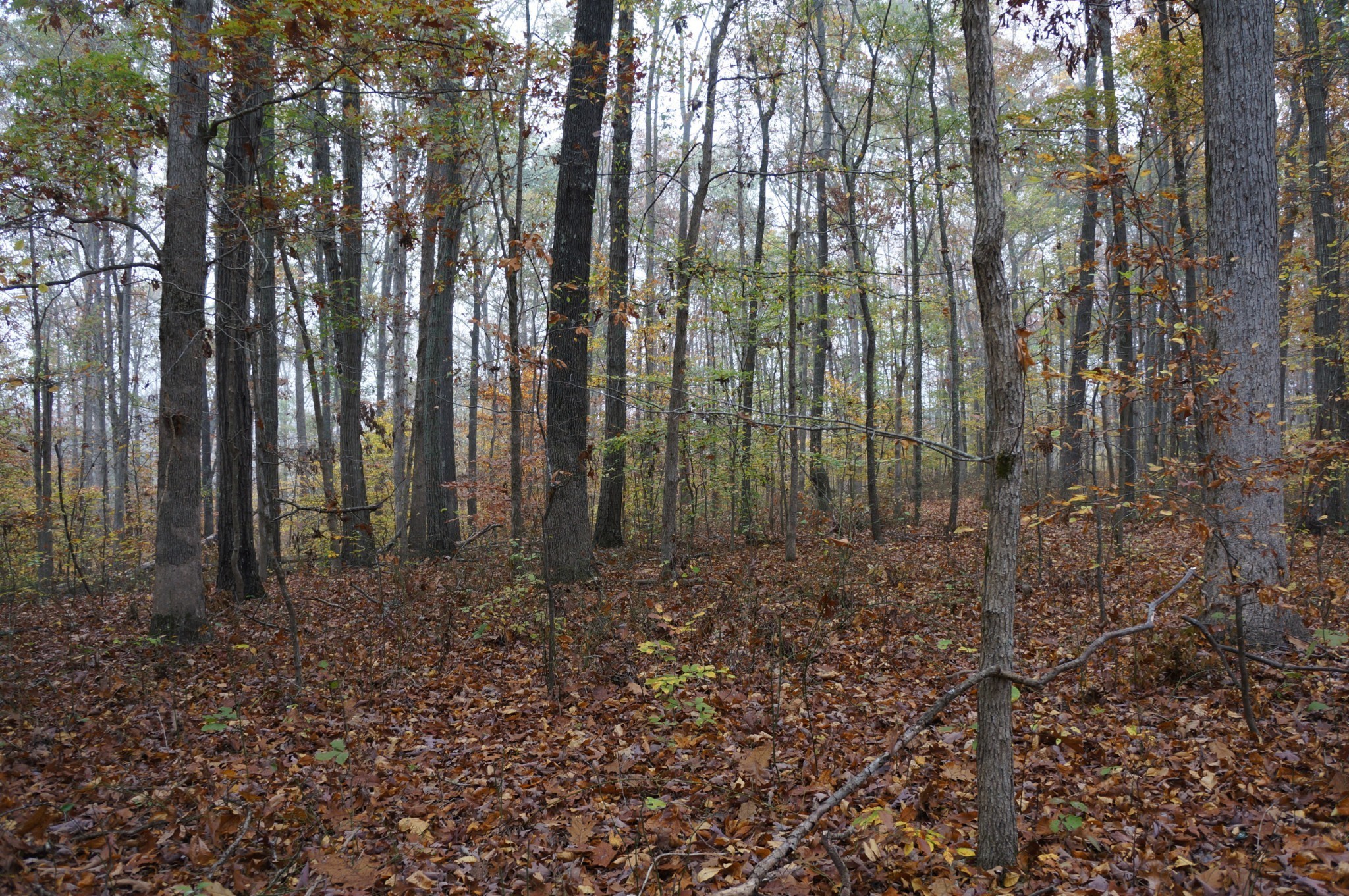 5671 Pinewood Road Franklin TN 37064