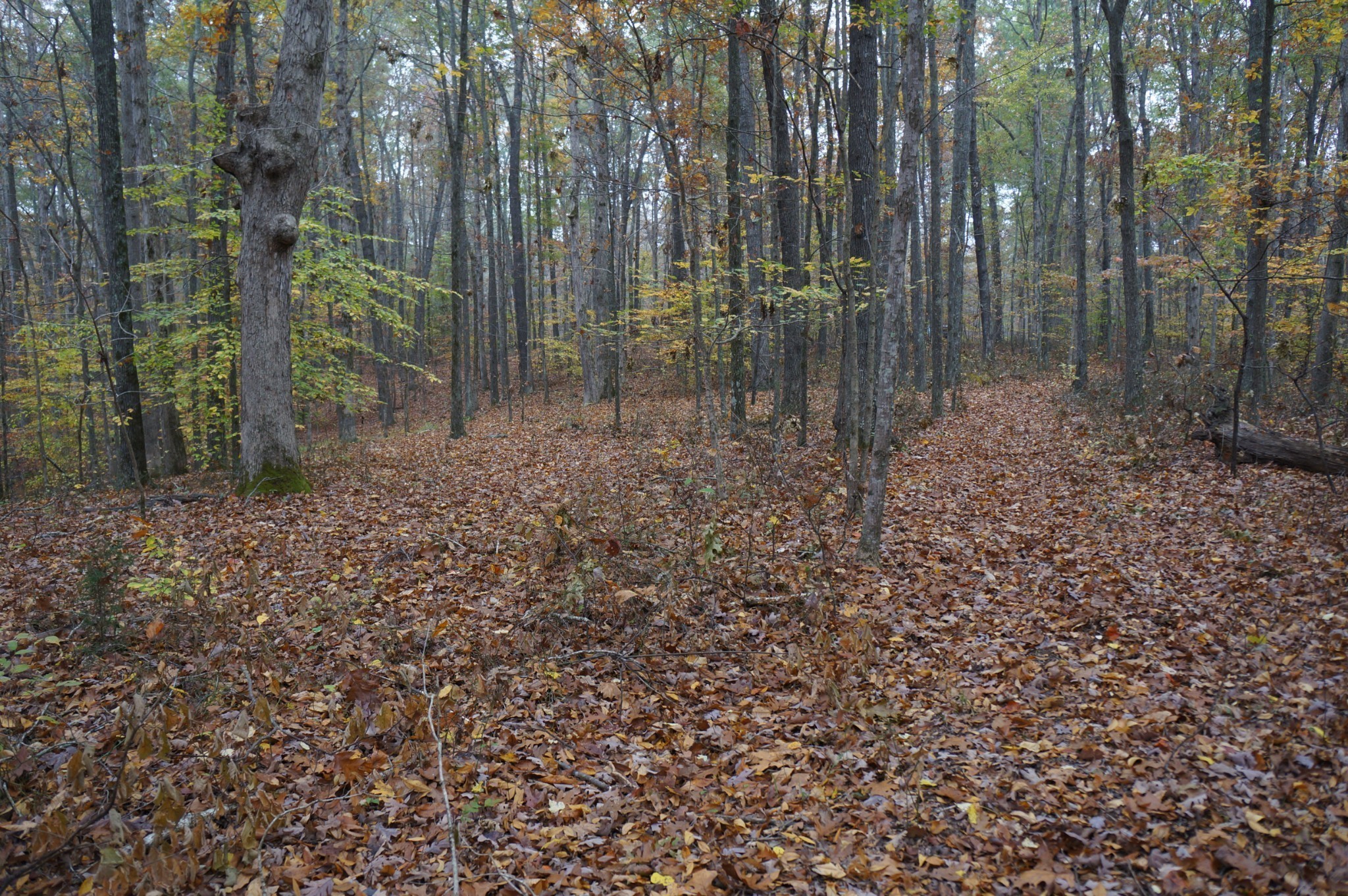 5671 Pinewood Road Franklin TN 37064