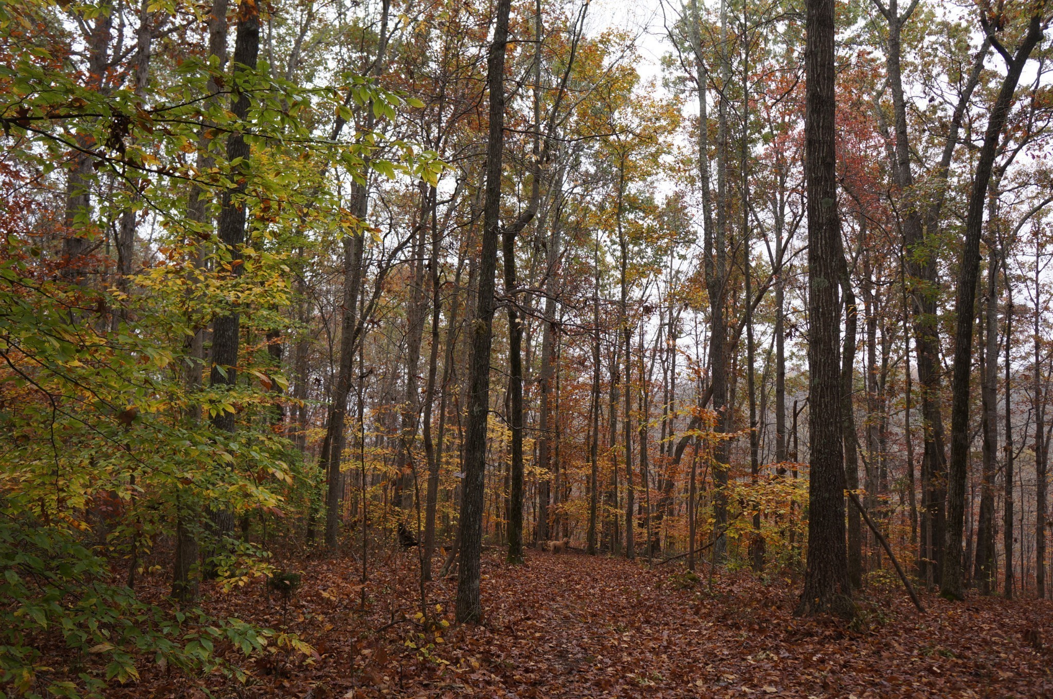 5671 Pinewood Road Franklin TN 37064