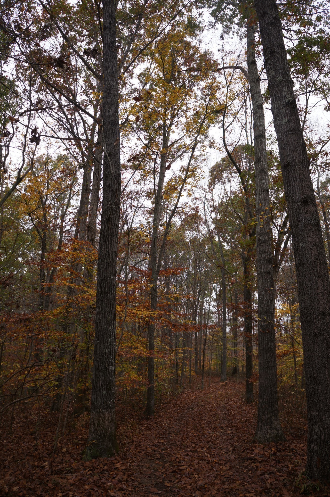 5671 Pinewood Road Franklin TN 37064