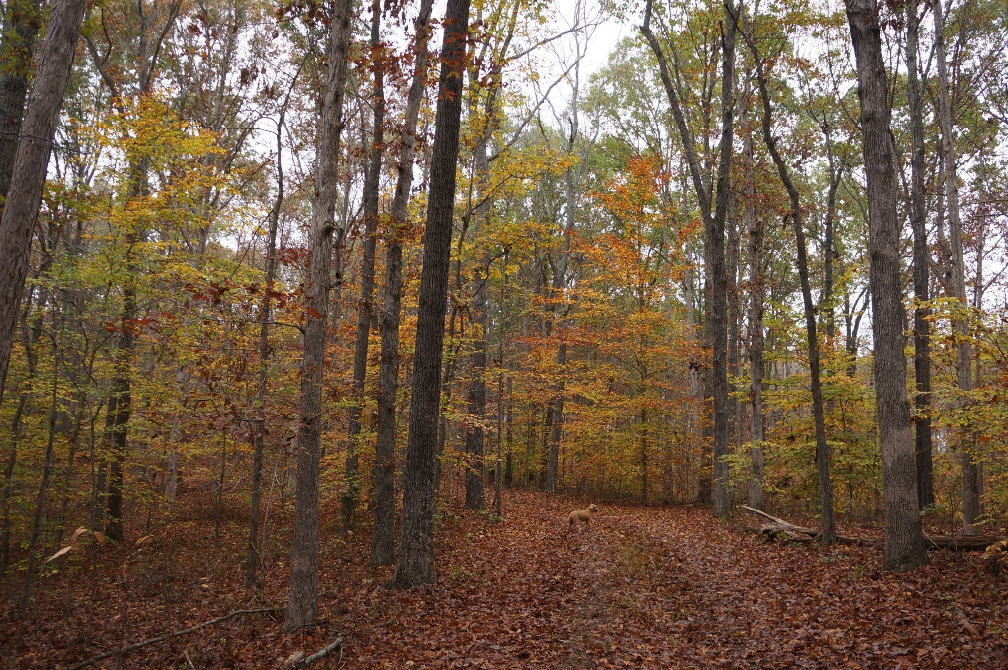 5671 Pinewood Road Franklin TN 37064