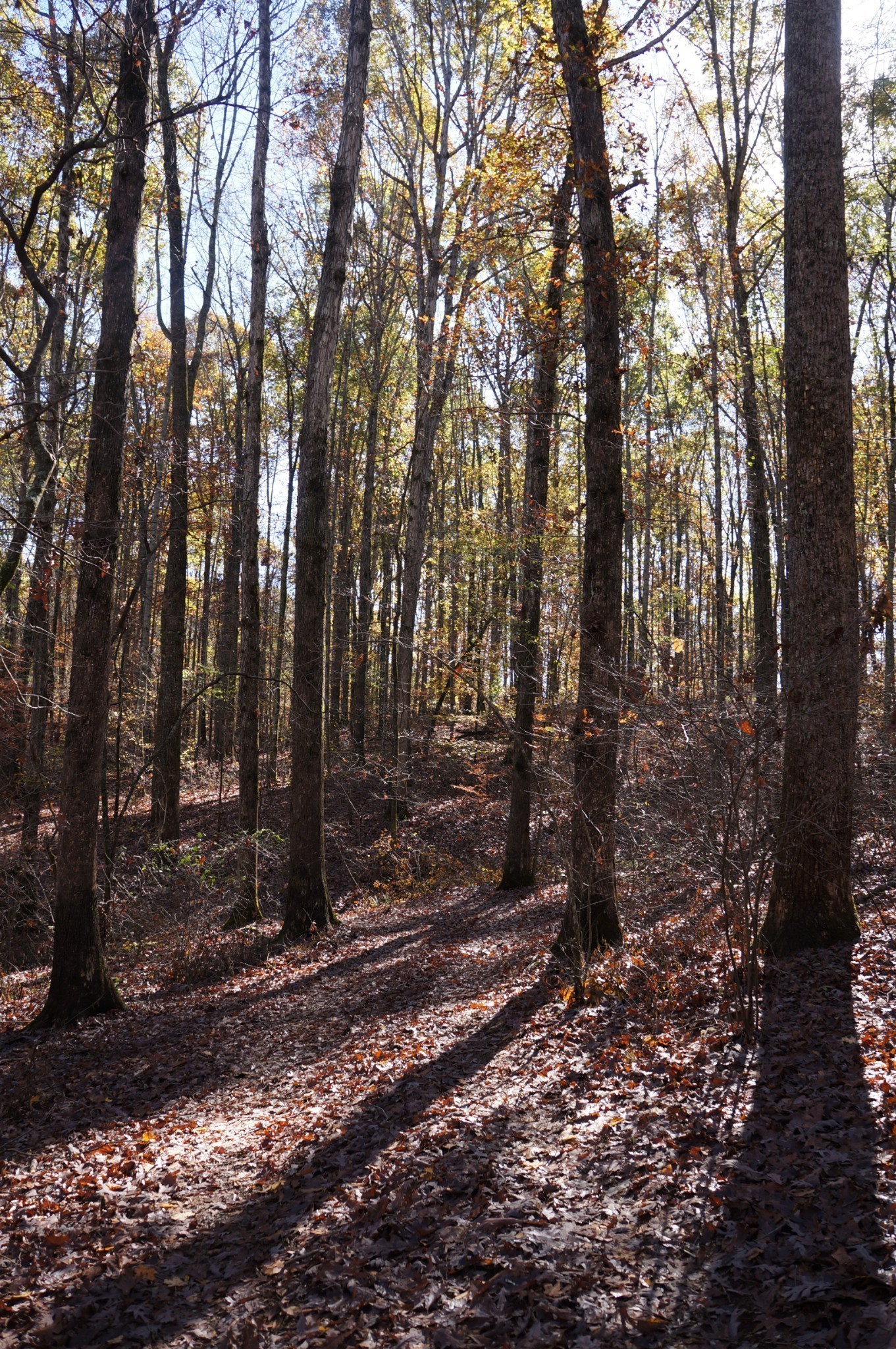 5671 Pinewood Road Franklin TN 37064