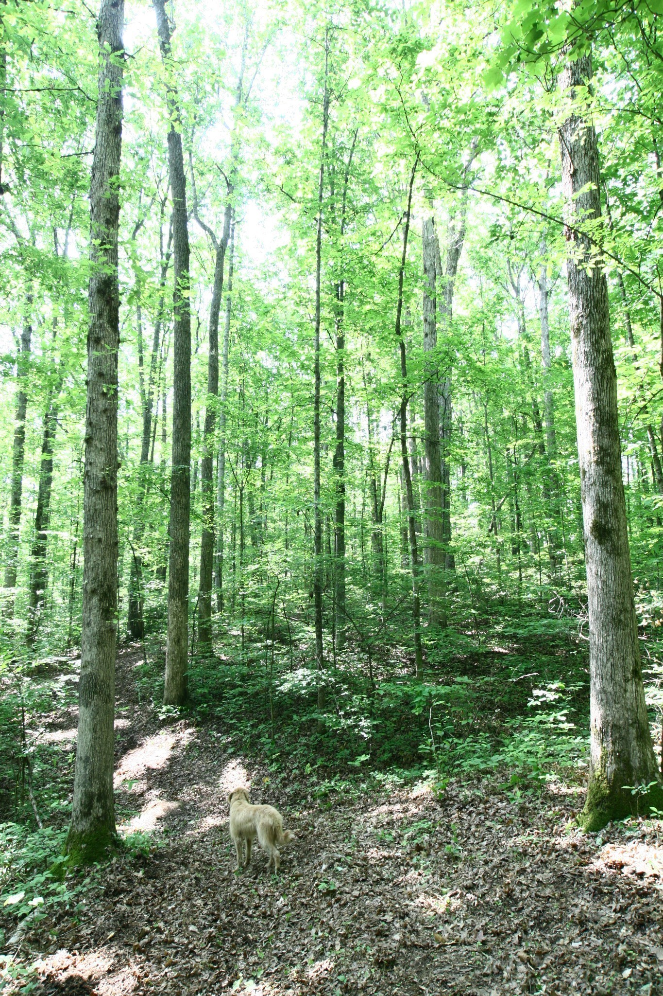 5671 Pinewood Road Franklin TN 37064