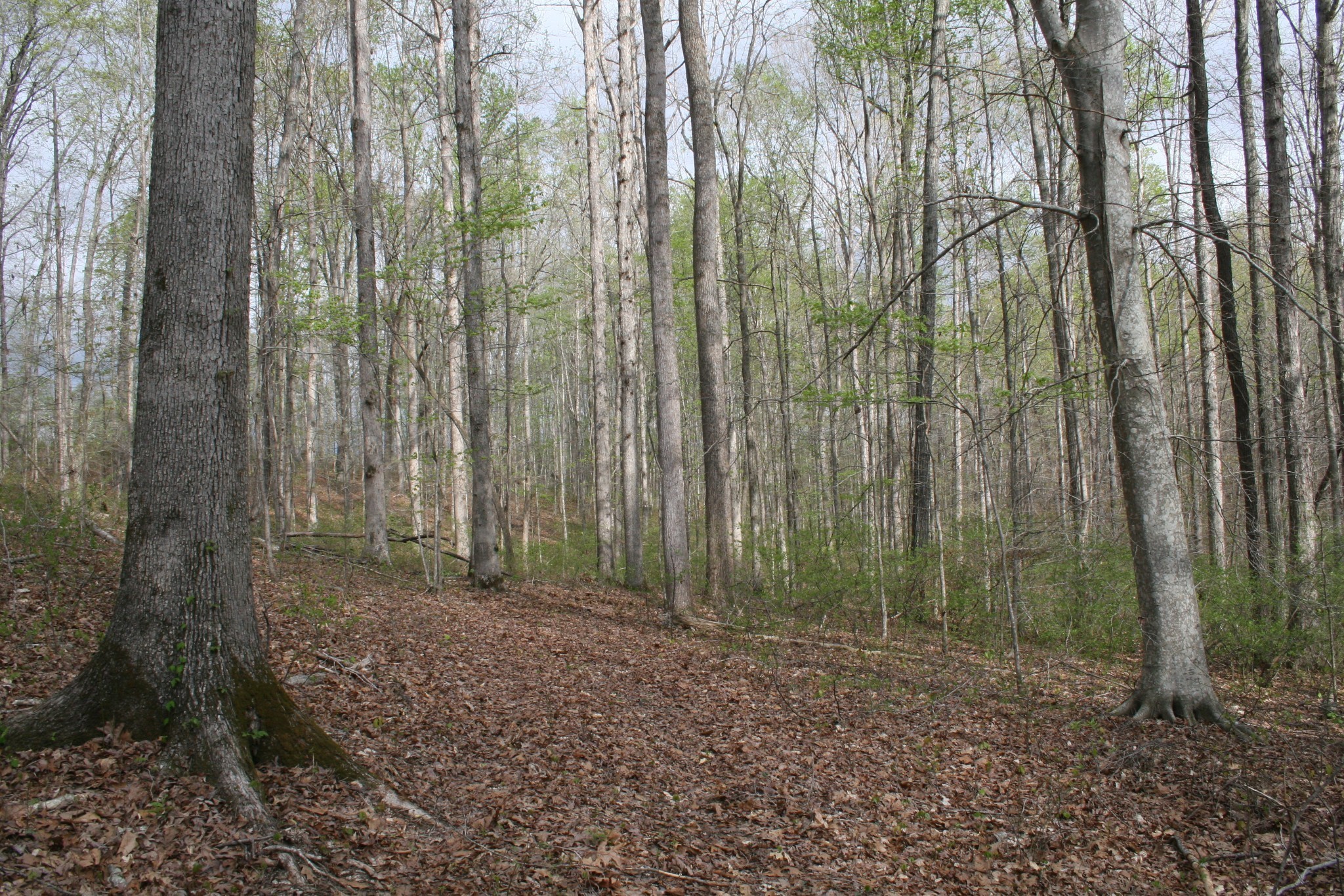 5671 Pinewood Road Franklin TN 37064