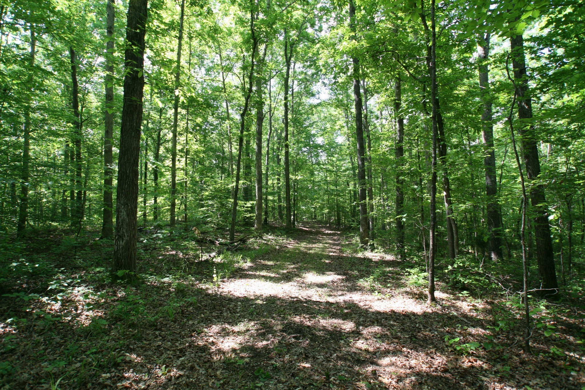 5671 Pinewood Road Franklin TN 37064
