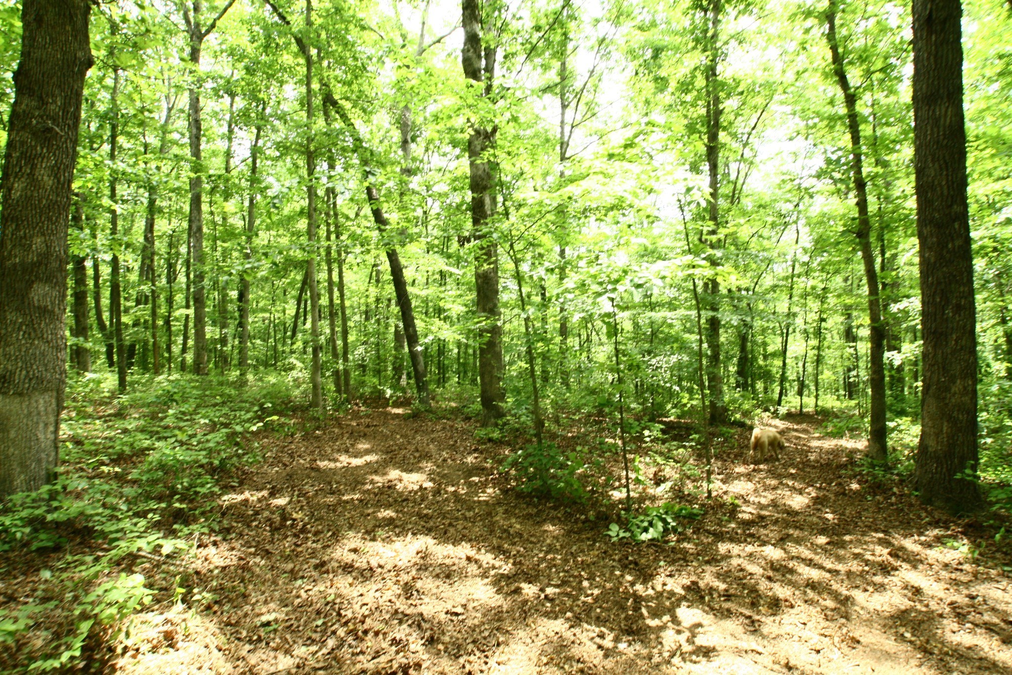 5671 Pinewood Road Franklin TN 37064