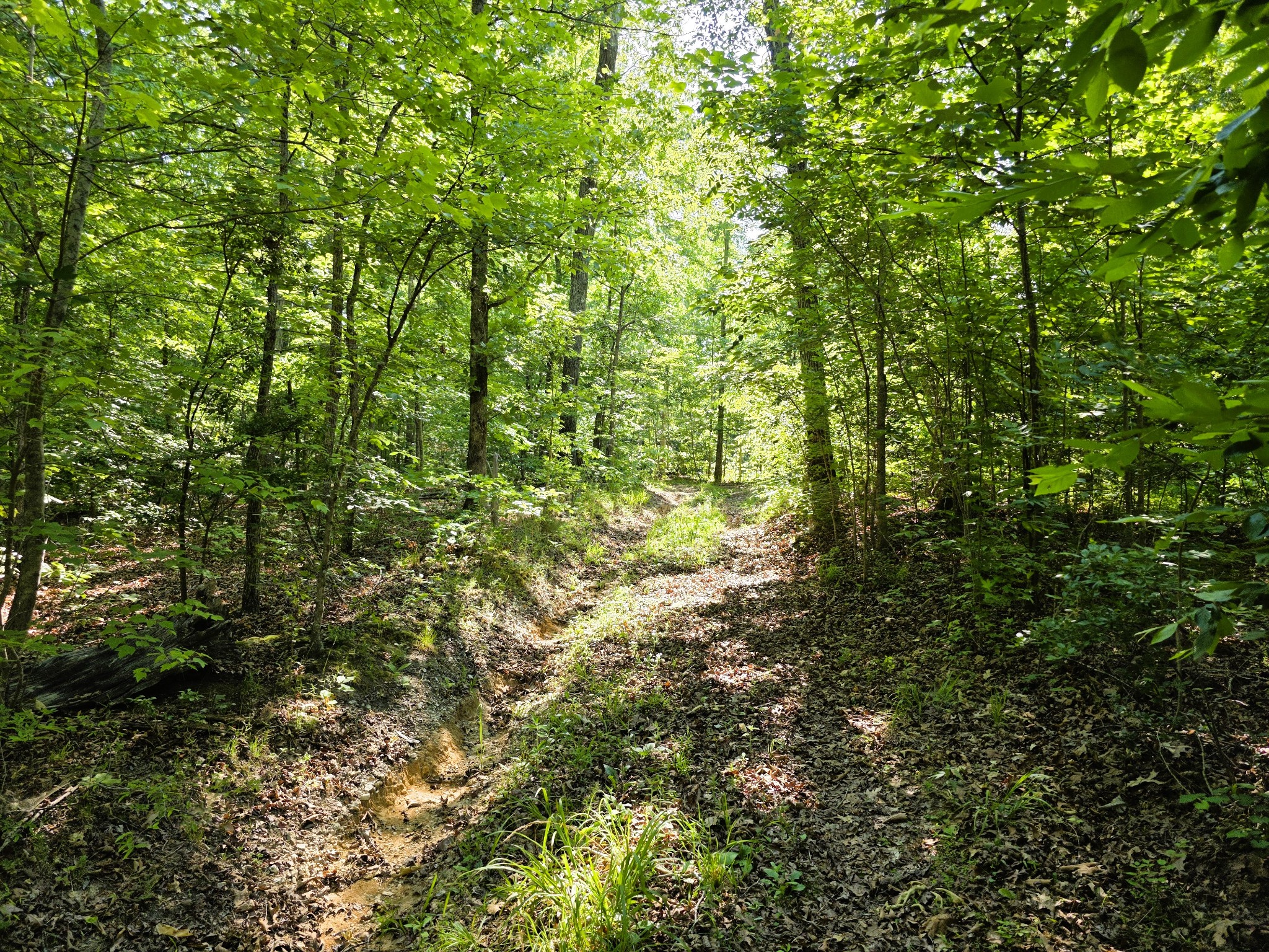 1975 Kelly Road Holladay TN 38341