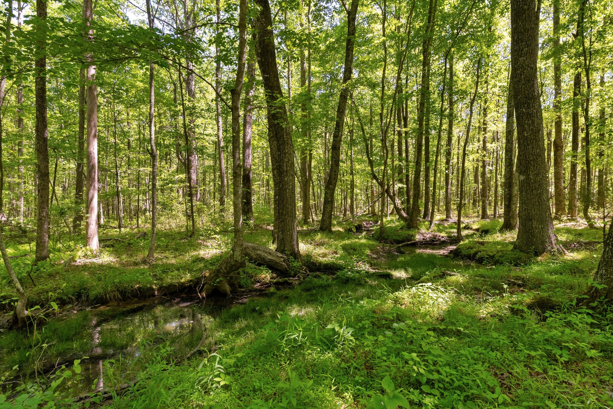 220 Gitty Up Lane Bradyville TN 37026