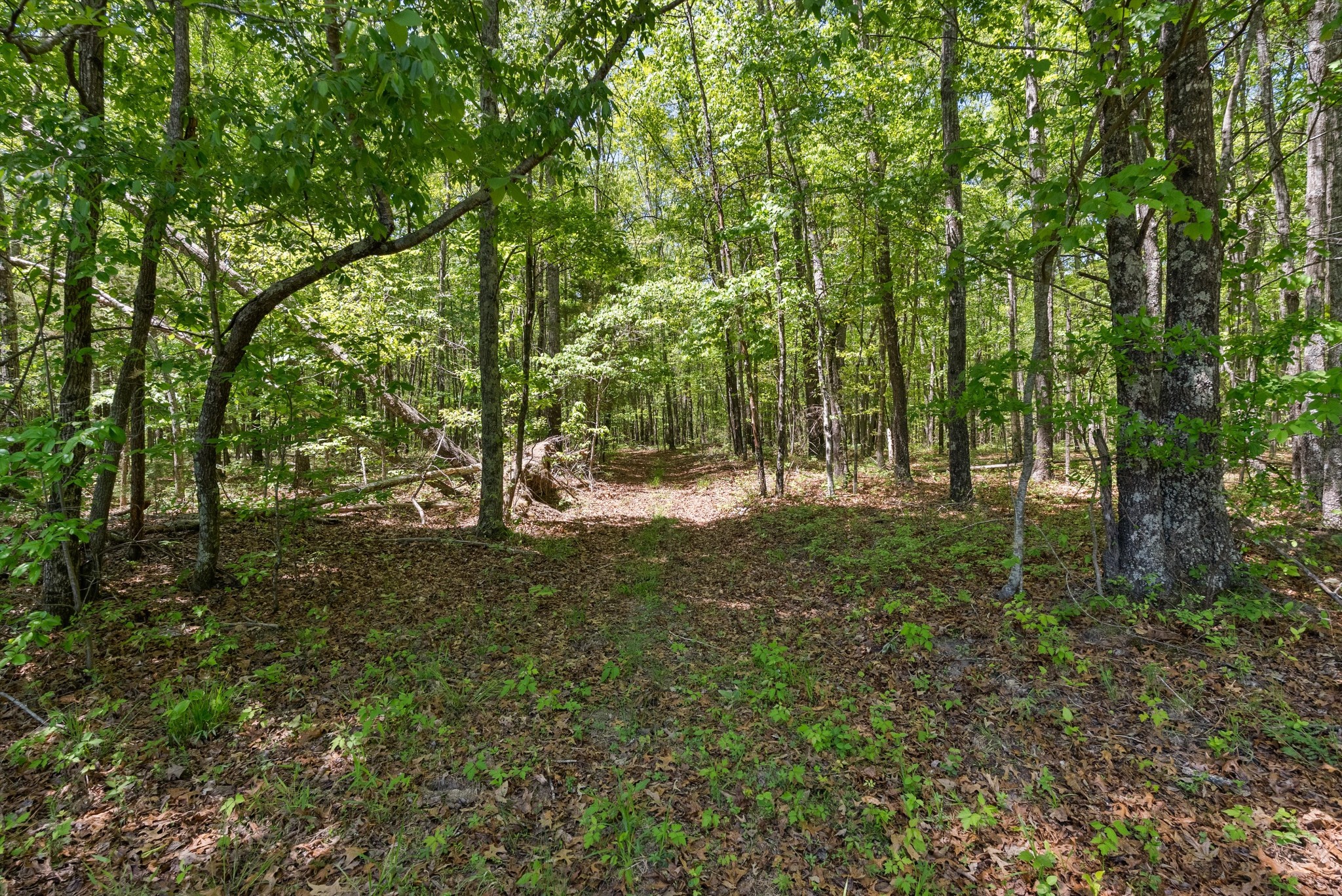 220 Gitty Up Lane Bradyville TN 37026