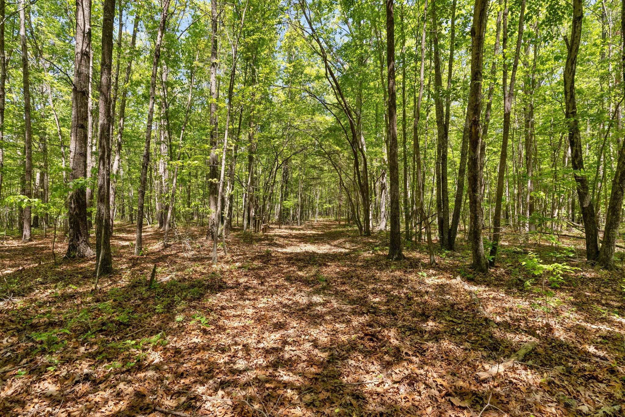 220 Gitty Up Lane Bradyville TN 37026