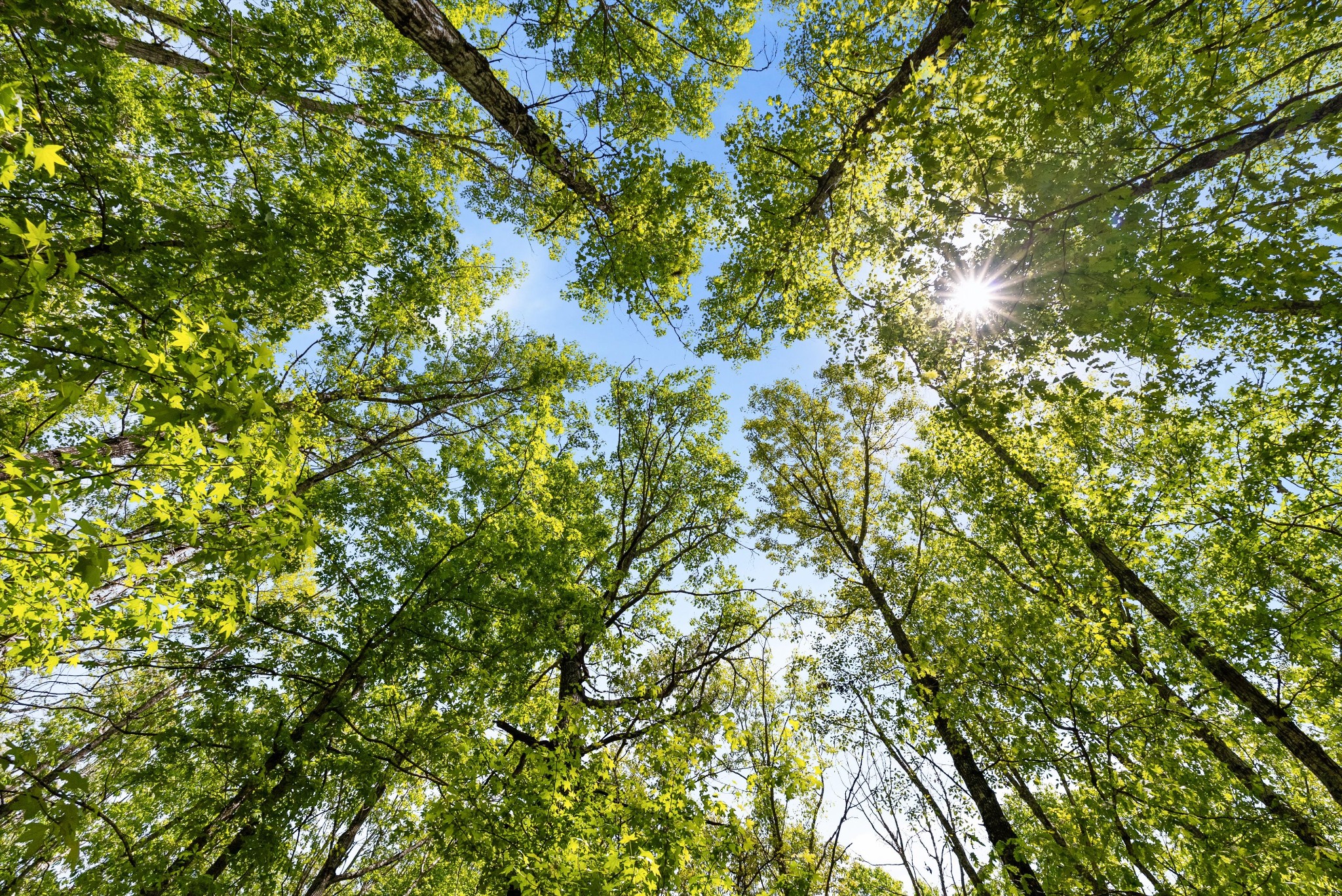 220 Gitty Up Lane Bradyville TN 37026