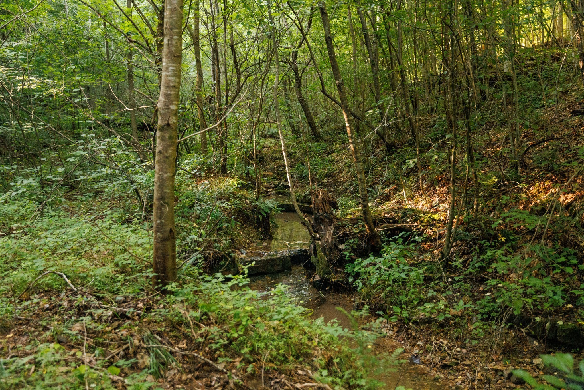 7365 Coldwater Road Fairview TN 37062