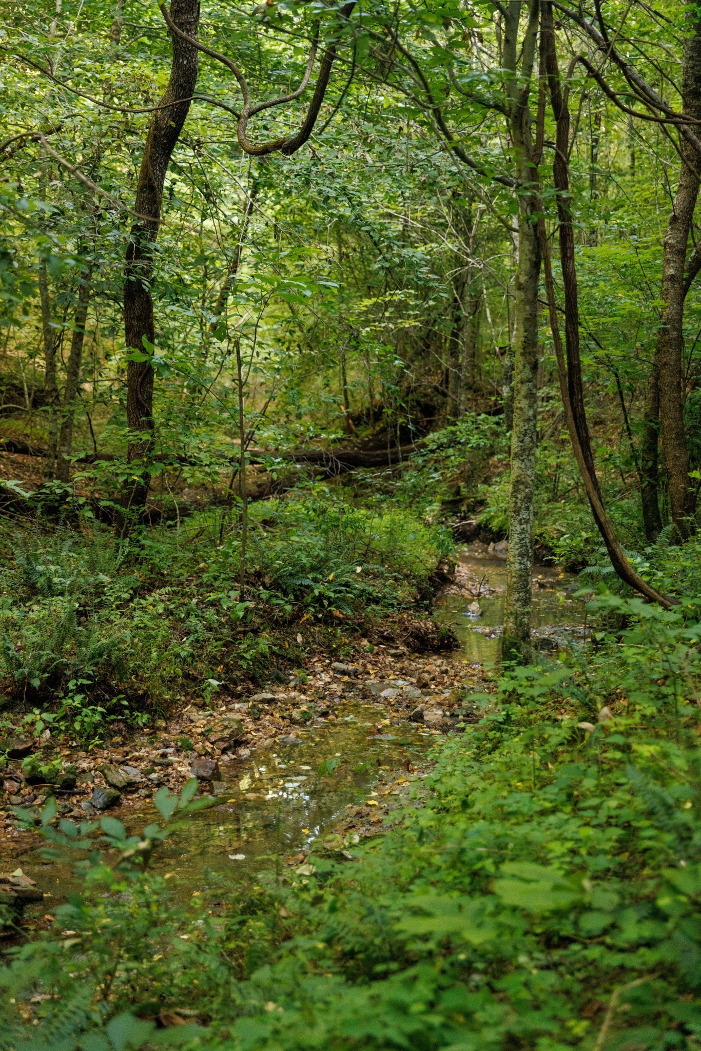 7365 Coldwater Road Fairview TN 37062