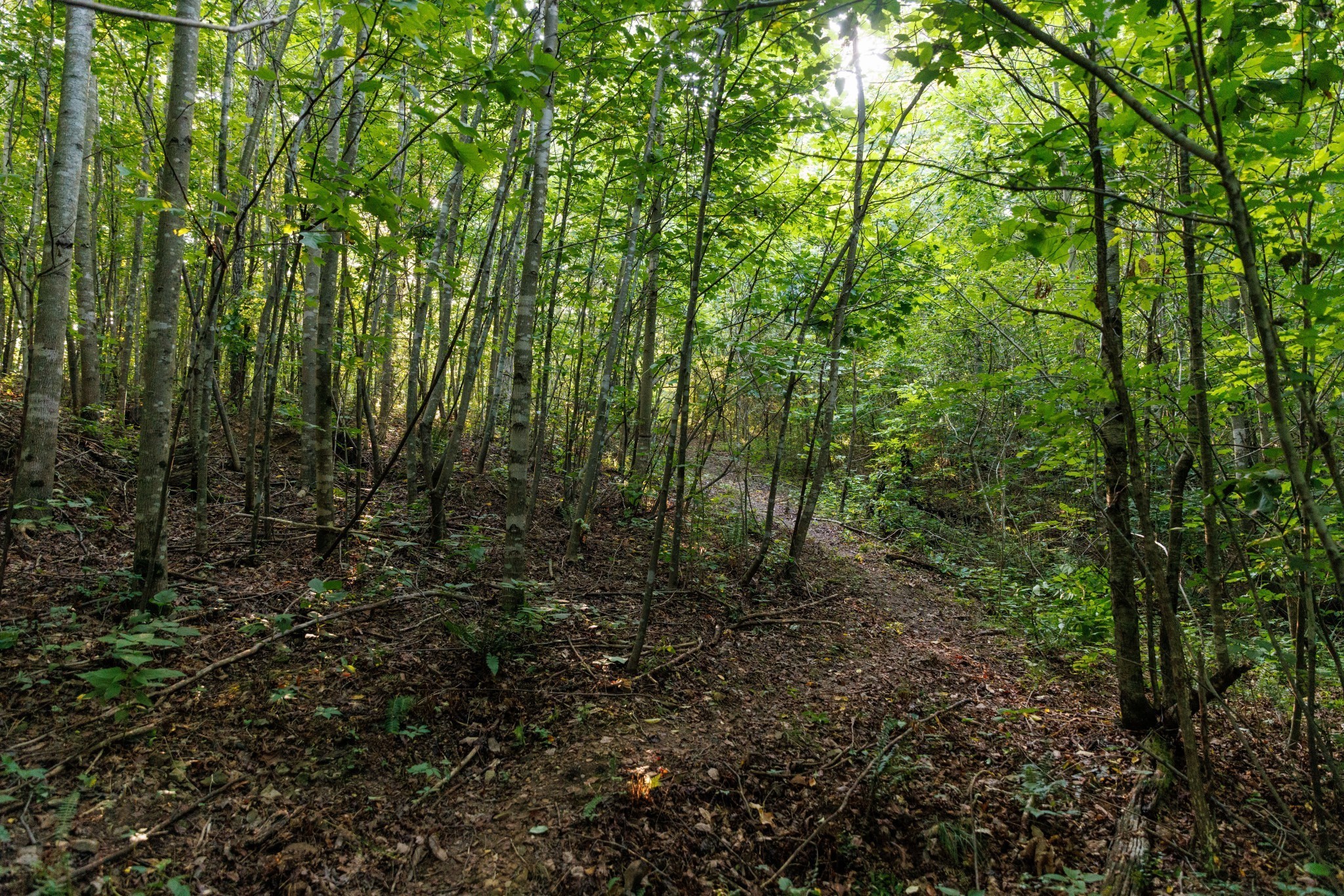 7365 Coldwater Road Fairview TN 37062