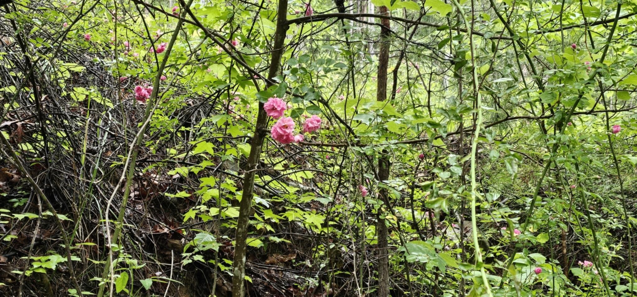 200 Peachtree Lane Tellico Plains TN 37385