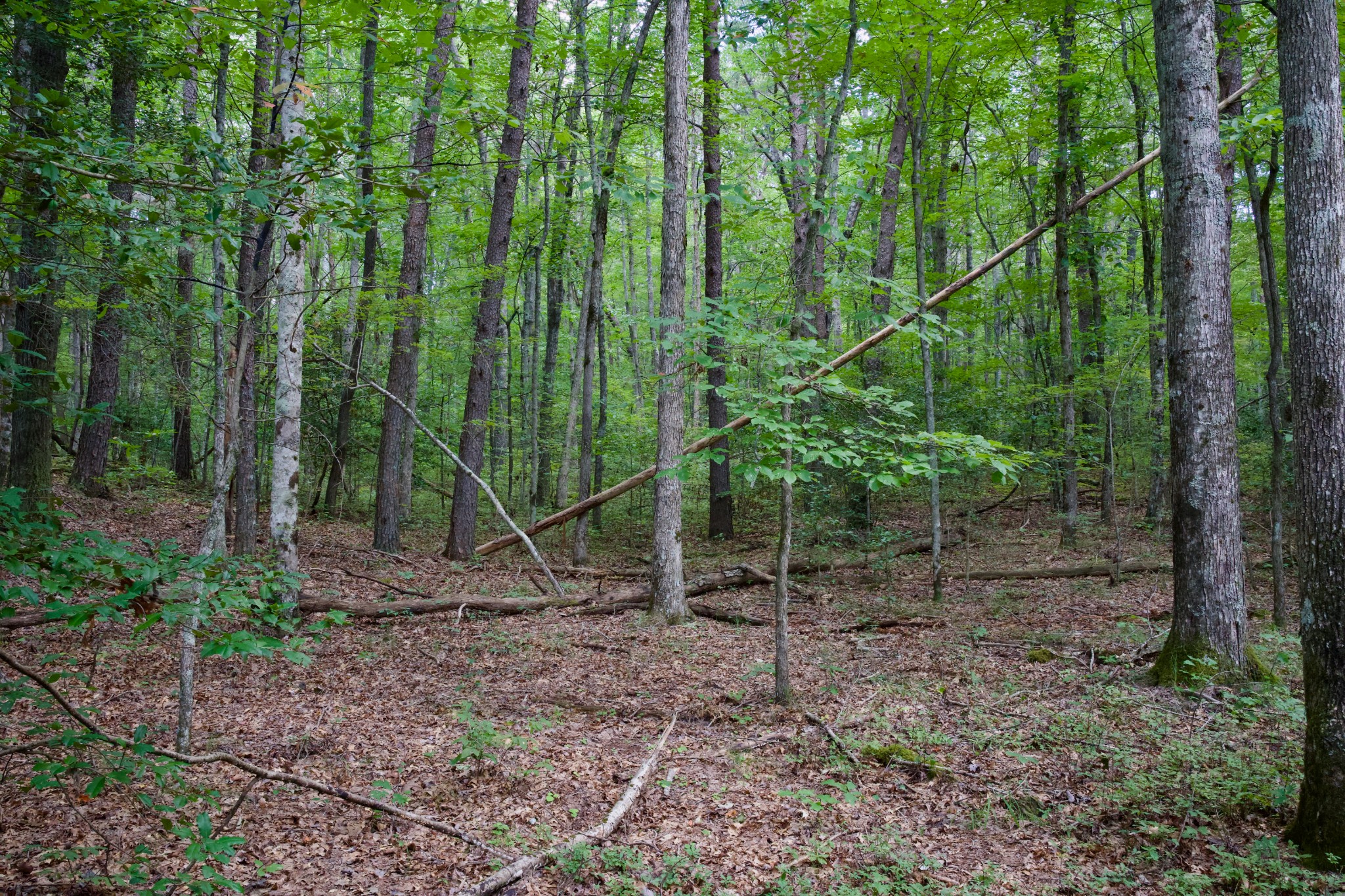 0 Fikes Field Road & Greenfield Road Spencer TN 38585