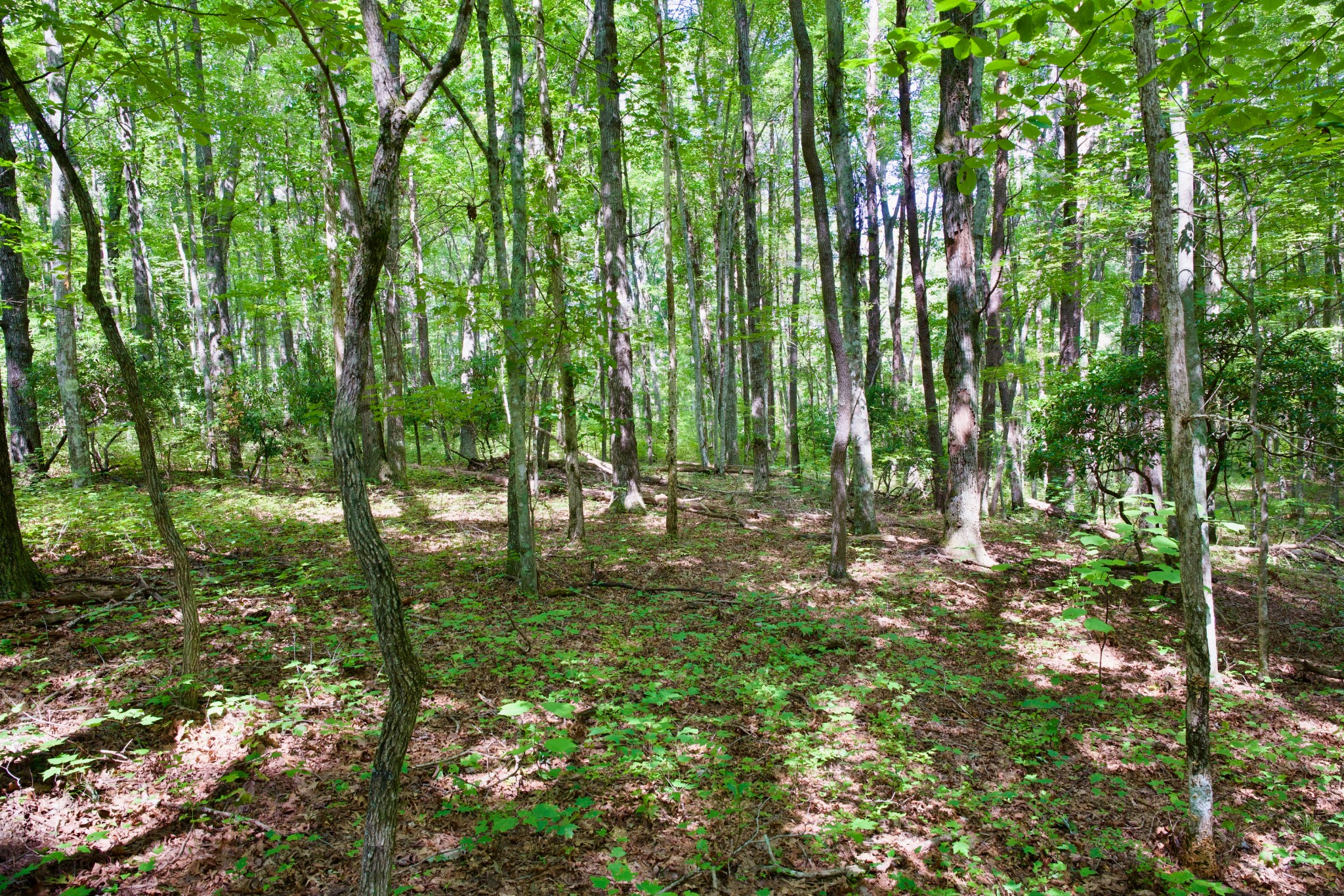 0 Fikes Field Road & Greenfield Road Spencer TN 38585