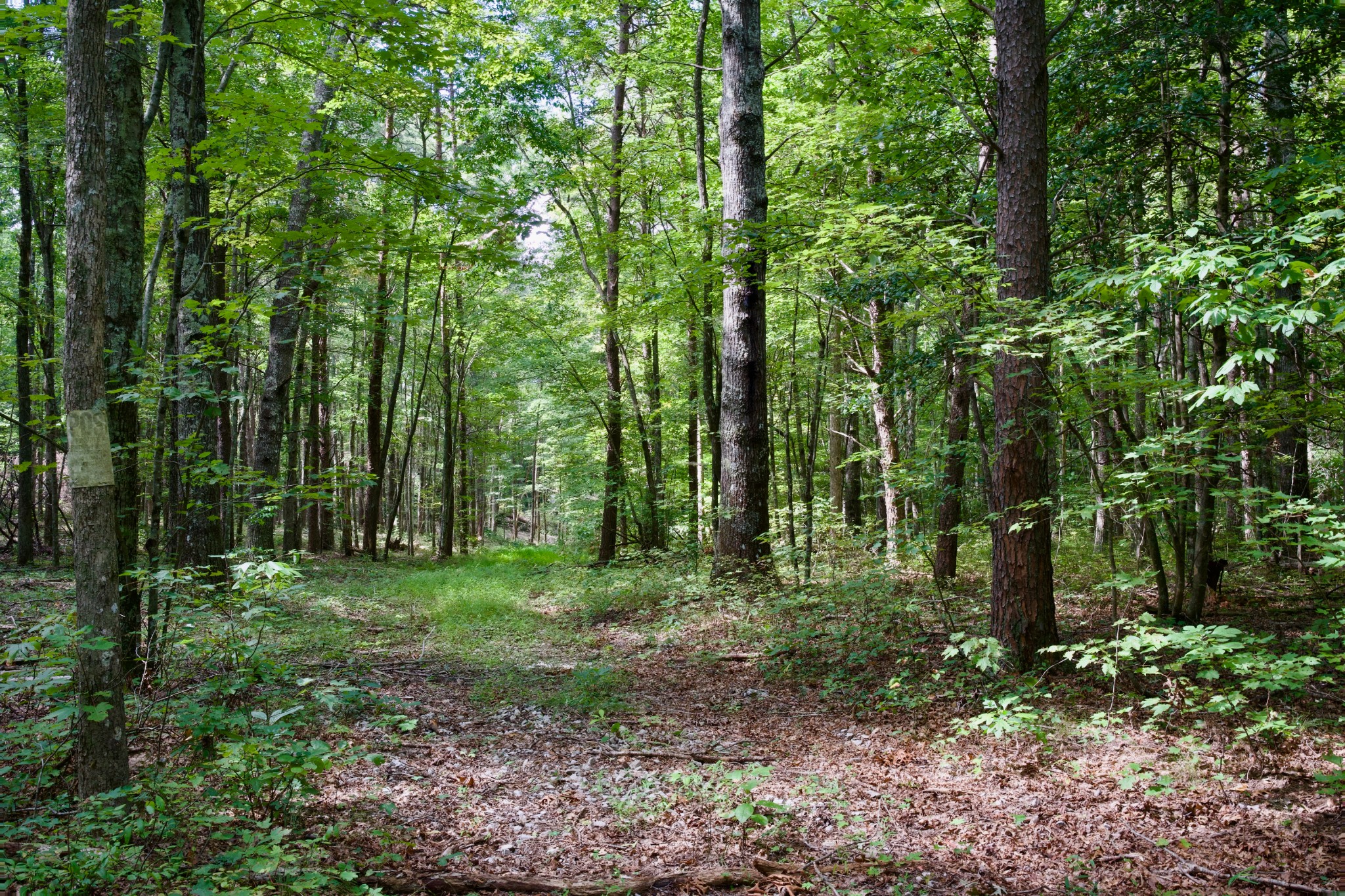 0 Fikes Field Road & Greenfield Road Spencer TN 38585