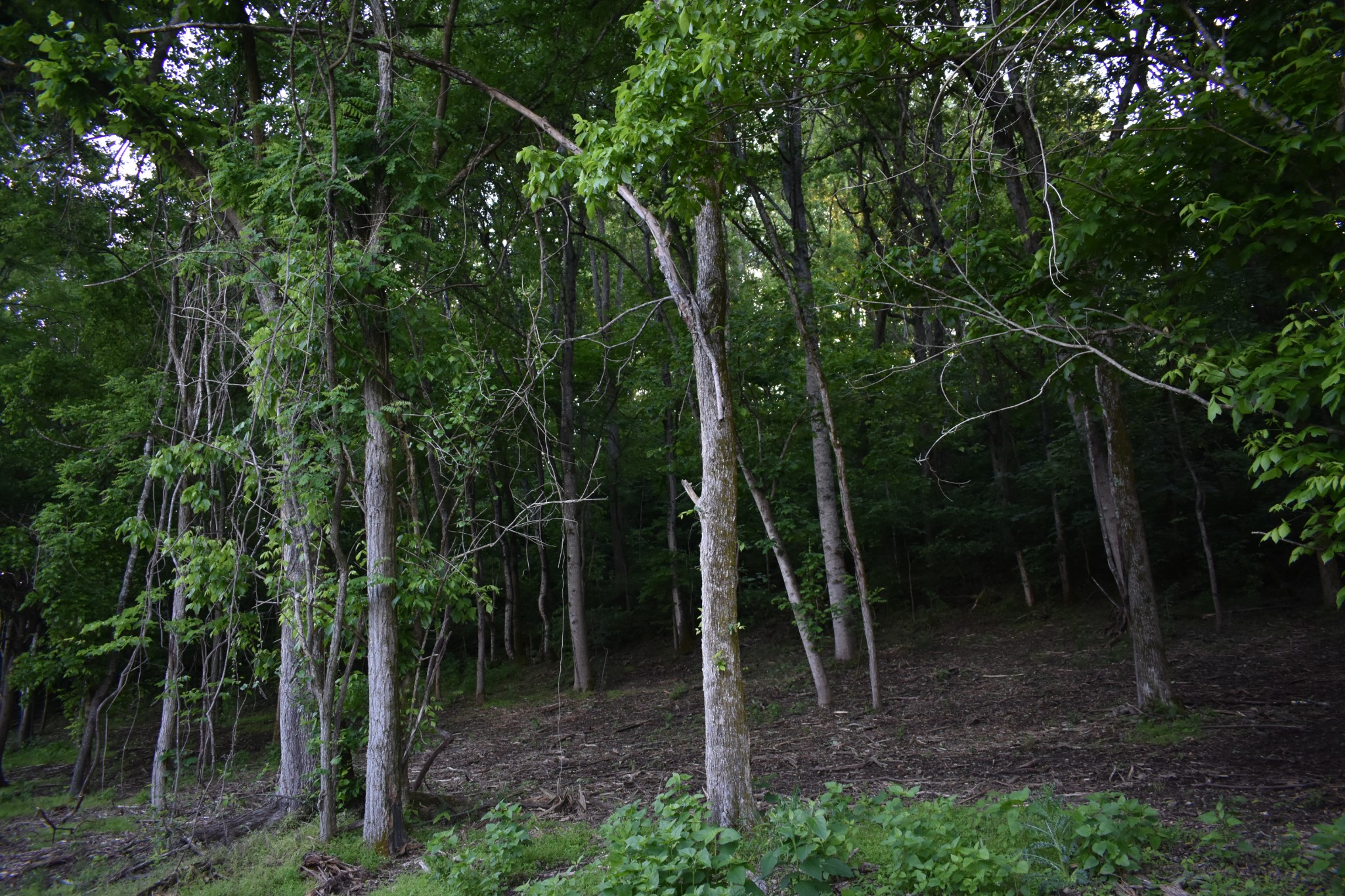 0 Turkey Creek Highway Carthage TN 37030