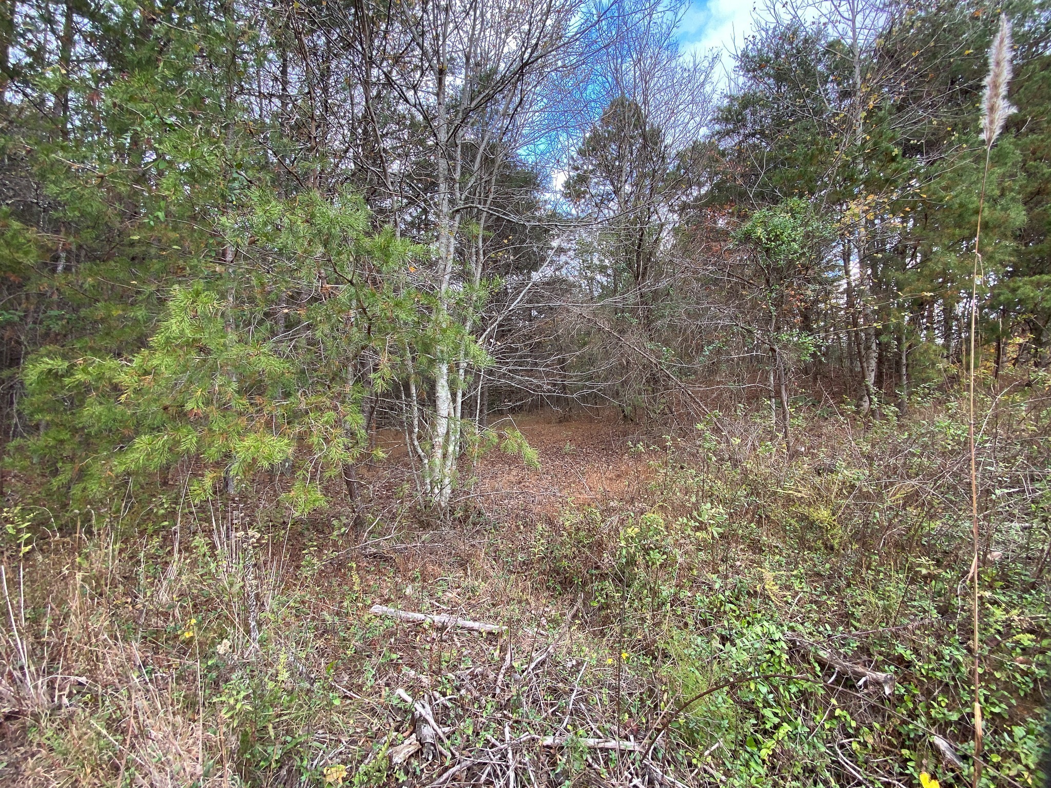 0 Caldwell Road Coalmont TN 37313