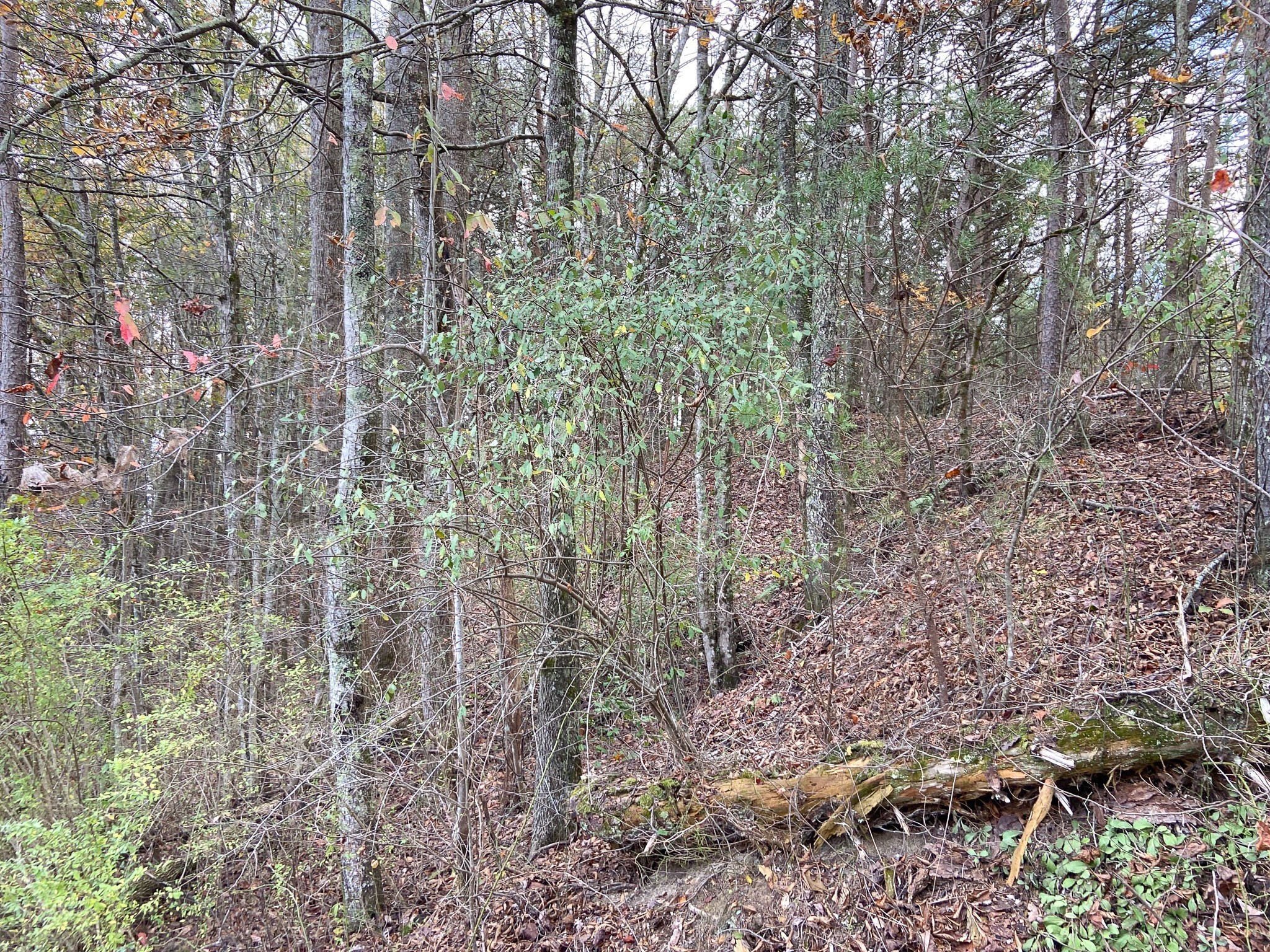 0 Caldwell Road Coalmont TN 37313