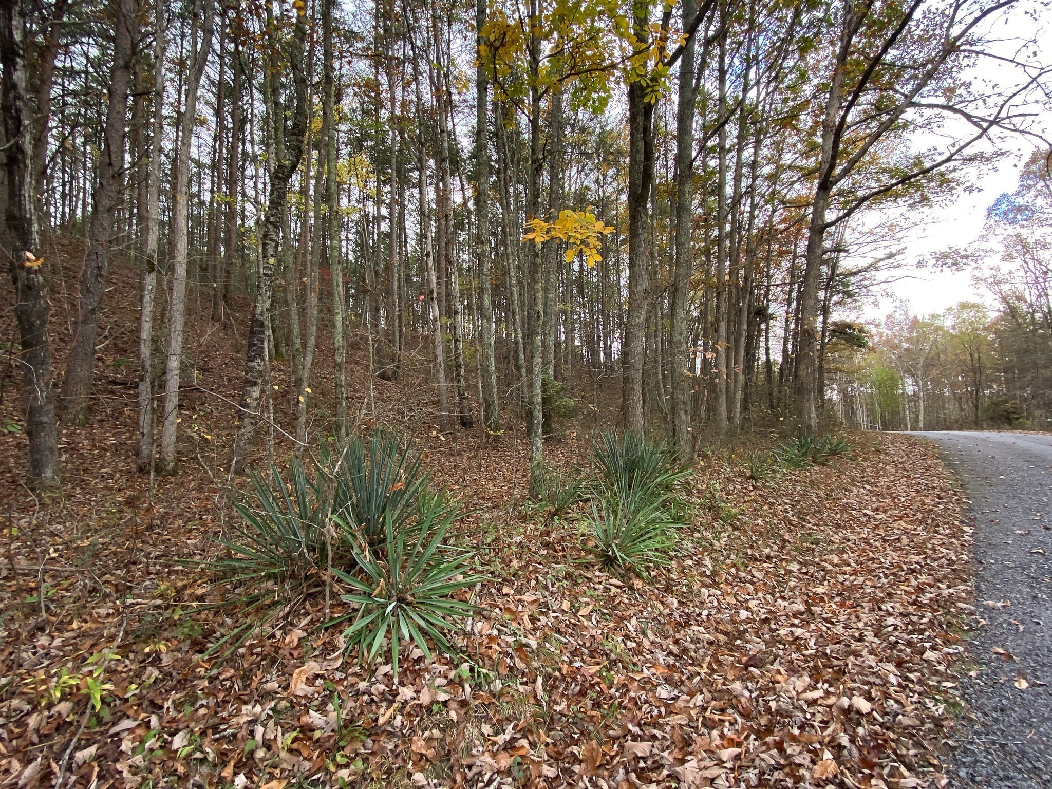 0 Caldwell Road Coalmont TN 37313
