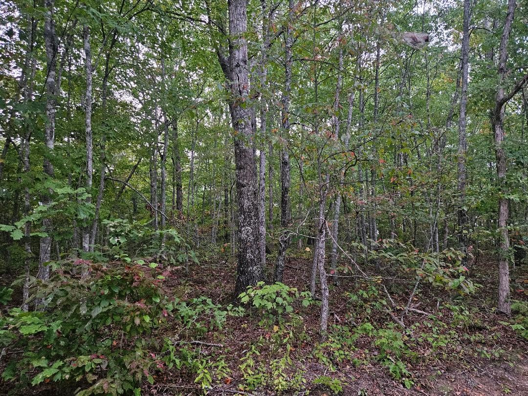 0 Sells Cemetery Road Wilder TN 38589