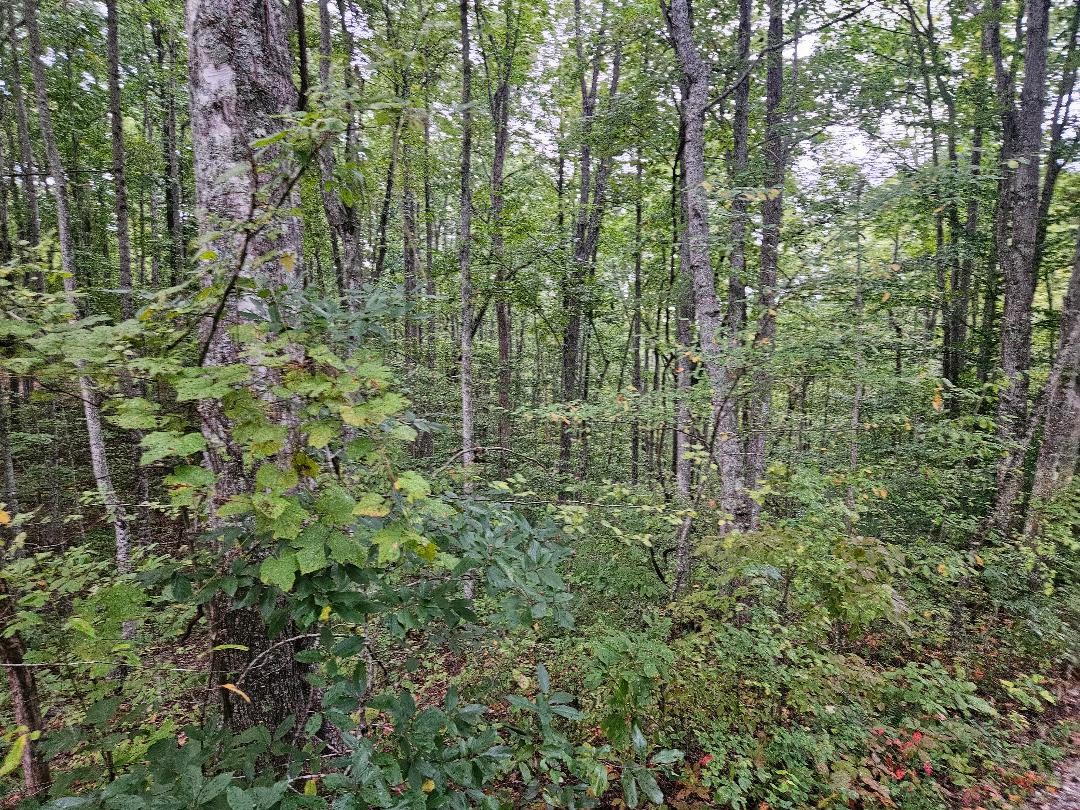 0 Sells Cemetery Road Wilder TN 38589